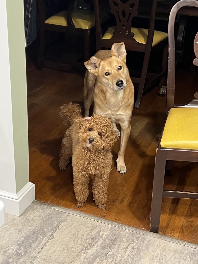 A tan short-haired dog and an apricot poodle standing together in a home doorway