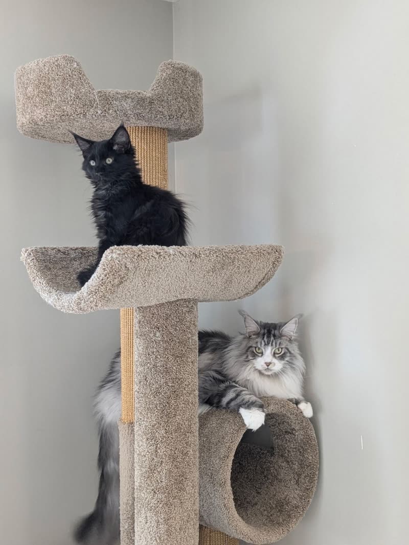 Two cats resting on a carpeted cat tree