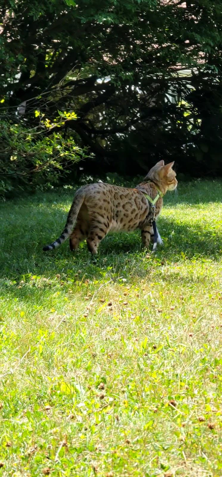 A tabby cat walking across sunlit grass