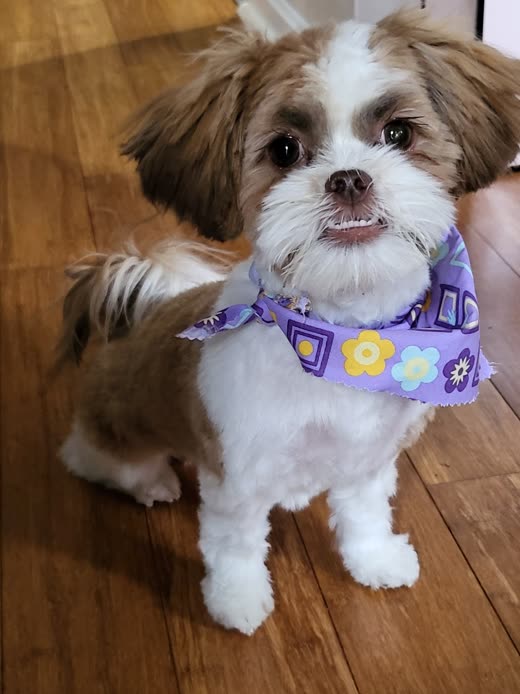 A freshly groomed Shih Tzu wearing a purple flowered bandana sitting on a wooden floor