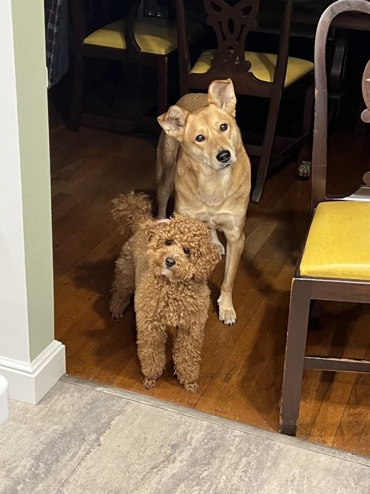 A tan short-haired dog and a small apricot poodle standing together in a doorway