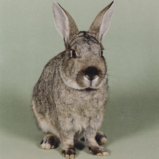 A small rabbit sitting on a plain pastel background